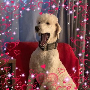 Meet your Posher, Ella